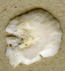 Crepidotus