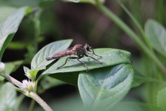 Asilidae