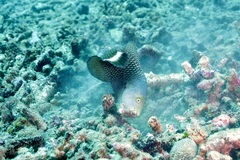 Novaculichthys taeniourus