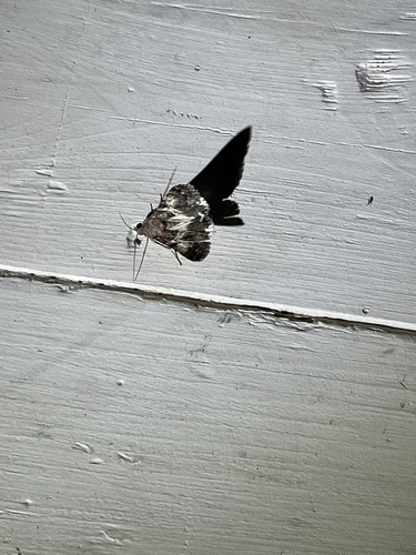 iNaturalist observation photo of Forsebia Moth