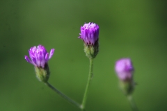 Cyanthillium cinereum