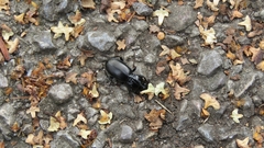 Pterostichus madidus