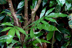 Blechnum patersonii