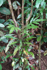 Blechnum patersonii