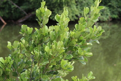 Alnus serrulata