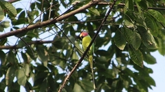 Psittacula cyanocephala