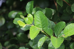 Alnus serrulata