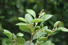 Alnus serrulata