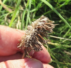 Plectocephalus americanus