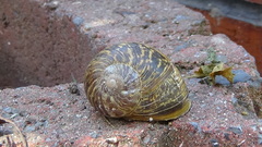 Cornu aspersum