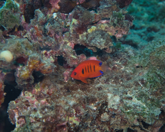 Centropyge loriculus