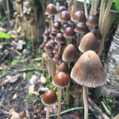 Psathyrella longipes
