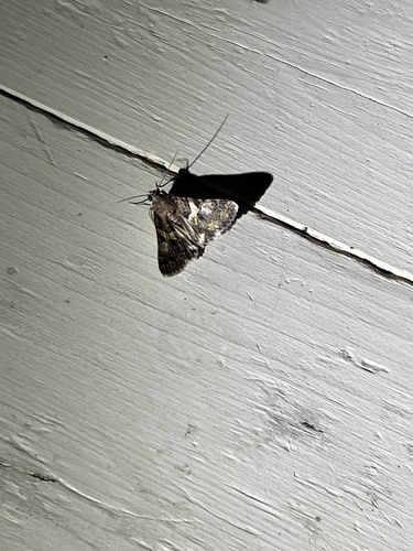 iNaturalist observation photo of Forsebia Moth
