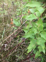 Smilax herbacea