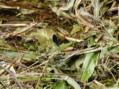 Matrona cyanoptera