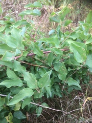 Smilax herbacea