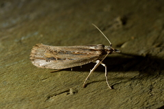 Proditrix gahniae