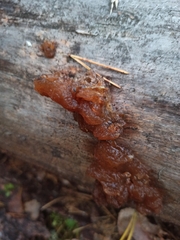 Phaeotremella foliacea