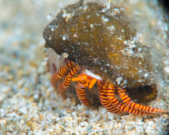 Ciliopagurus strigatus