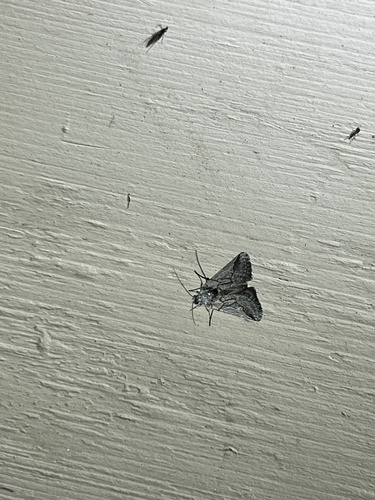 iNaturalist observation photo of Cutworm Moths and Allies