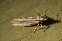 Proditrix gahniae