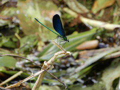 Matrona cyanoptera