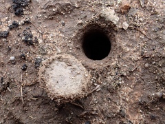 Portacosa cinerea