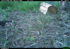 Strepera versicolor arguta