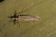 Proditrix gahniae