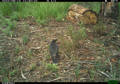 Strepera versicolor arguta