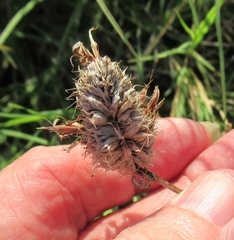 Plectocephalus americanus