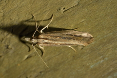 Proditrix gahniae