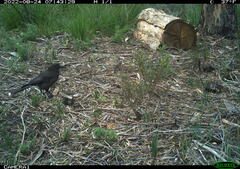 Strepera versicolor arguta