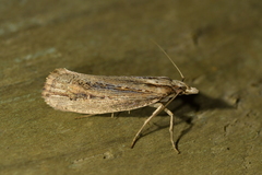 Proditrix gahniae