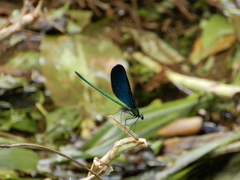 Matrona cyanoptera