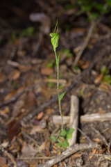 Pterostylis puberula