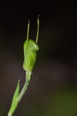 Pterostylis puberula