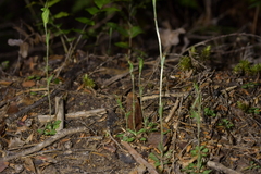 Pterostylis puberula