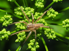 Dolomedes minor