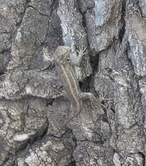 Sceloporus