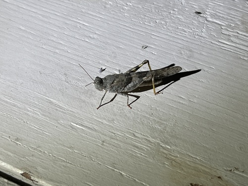 iNaturalist observation photo of Pallid-winged Grasshopper