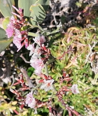 Limonium peregrinum