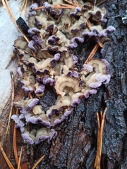 Trichaptum fuscoviolaceum