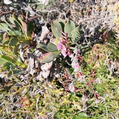 Limonium peregrinum