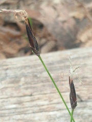 Schoenus lepidosperma