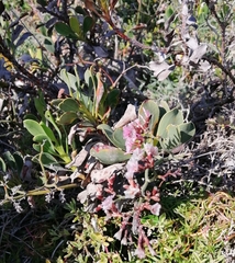 Limonium peregrinum