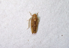 Ponana quadralaba