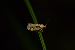 Tingena ancogramma