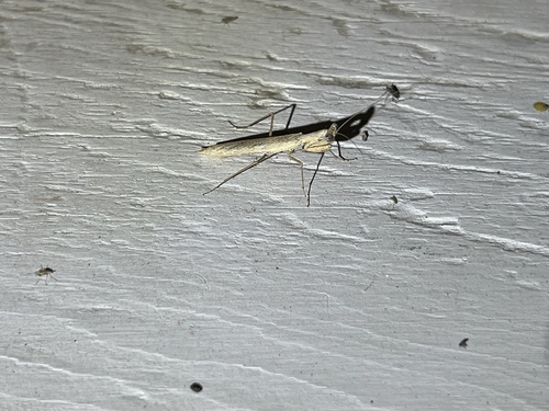 iNaturalist observation photo of American Ground Mantises