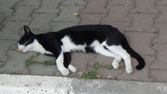 Felis catus